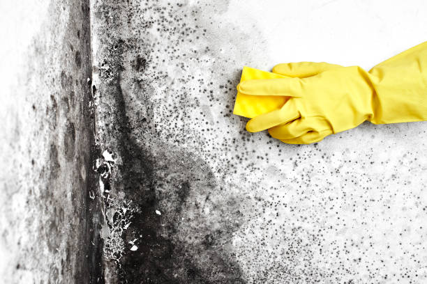 Best Residential Mold Inspection & Testing  in Mulberry, IN