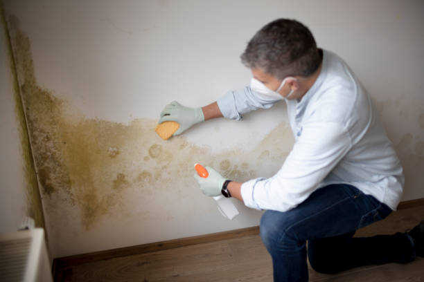 Best Emergency Mold Remediation  in Mulberry, IN